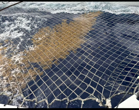 Sargasse dans l'Atlantique Nord pour The Famous Project CIC